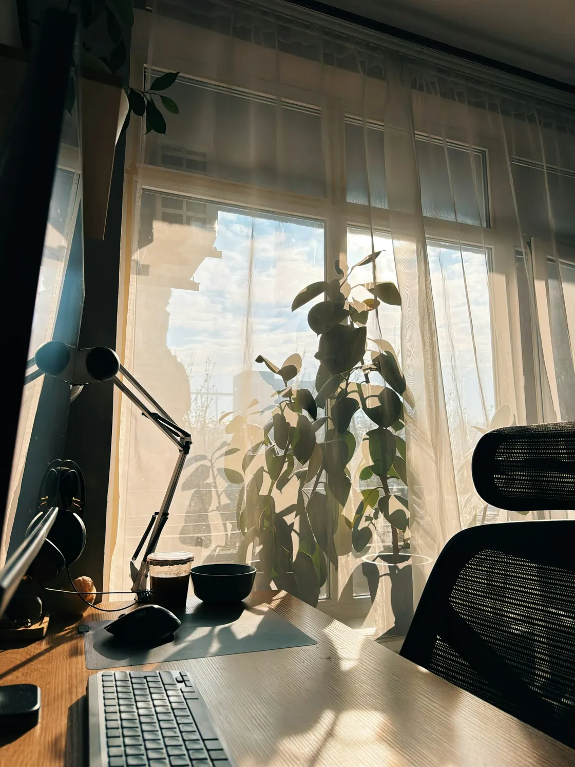Natural light falling across a desk beside a leafy plant