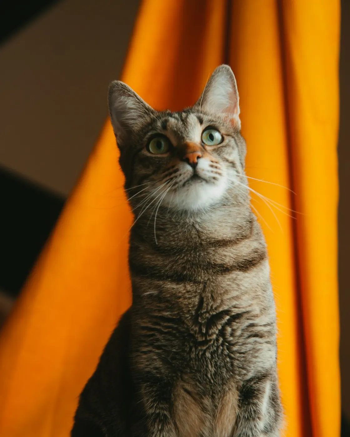 A tabby cat looking towards the light