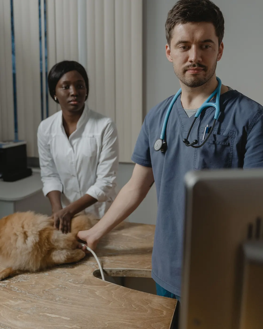 A veterinary professional examining a dog with its owner present