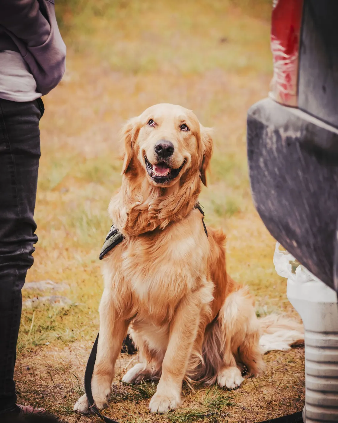 A golden retriever with its owner outdoors