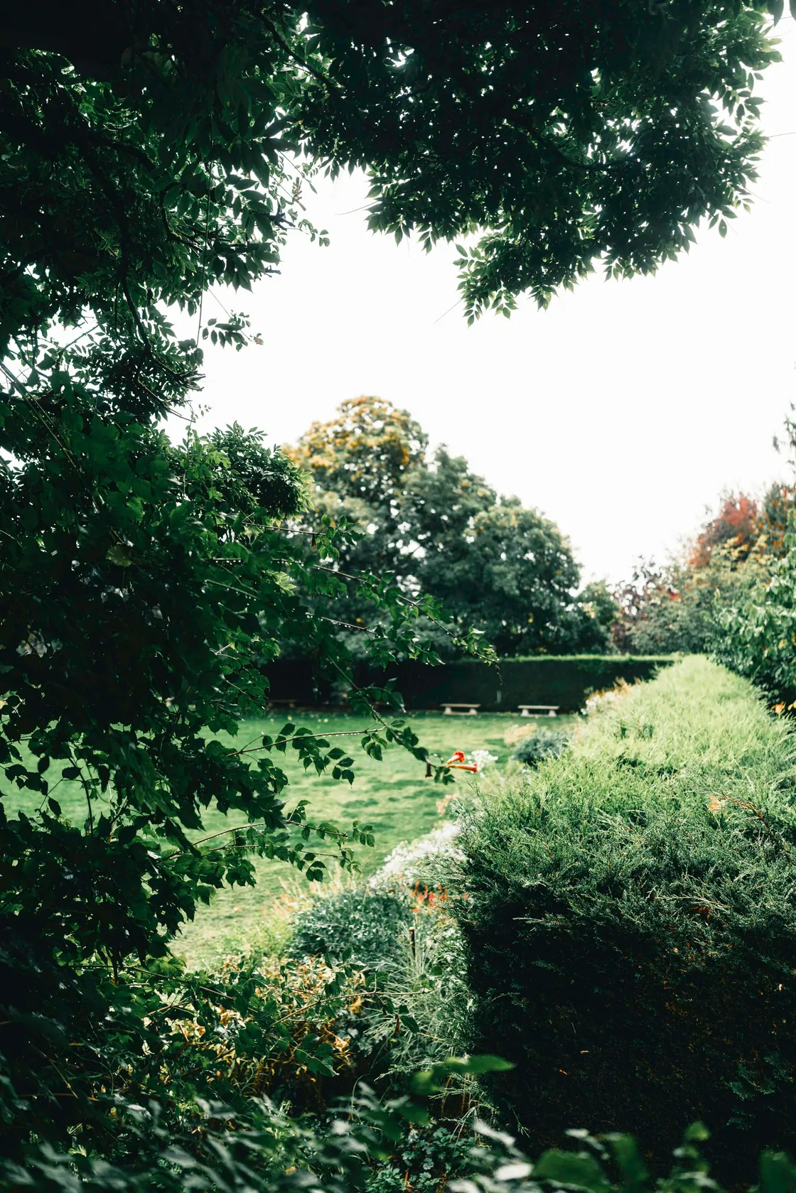 A green garden with sculpted hedges, pathways and mature trees