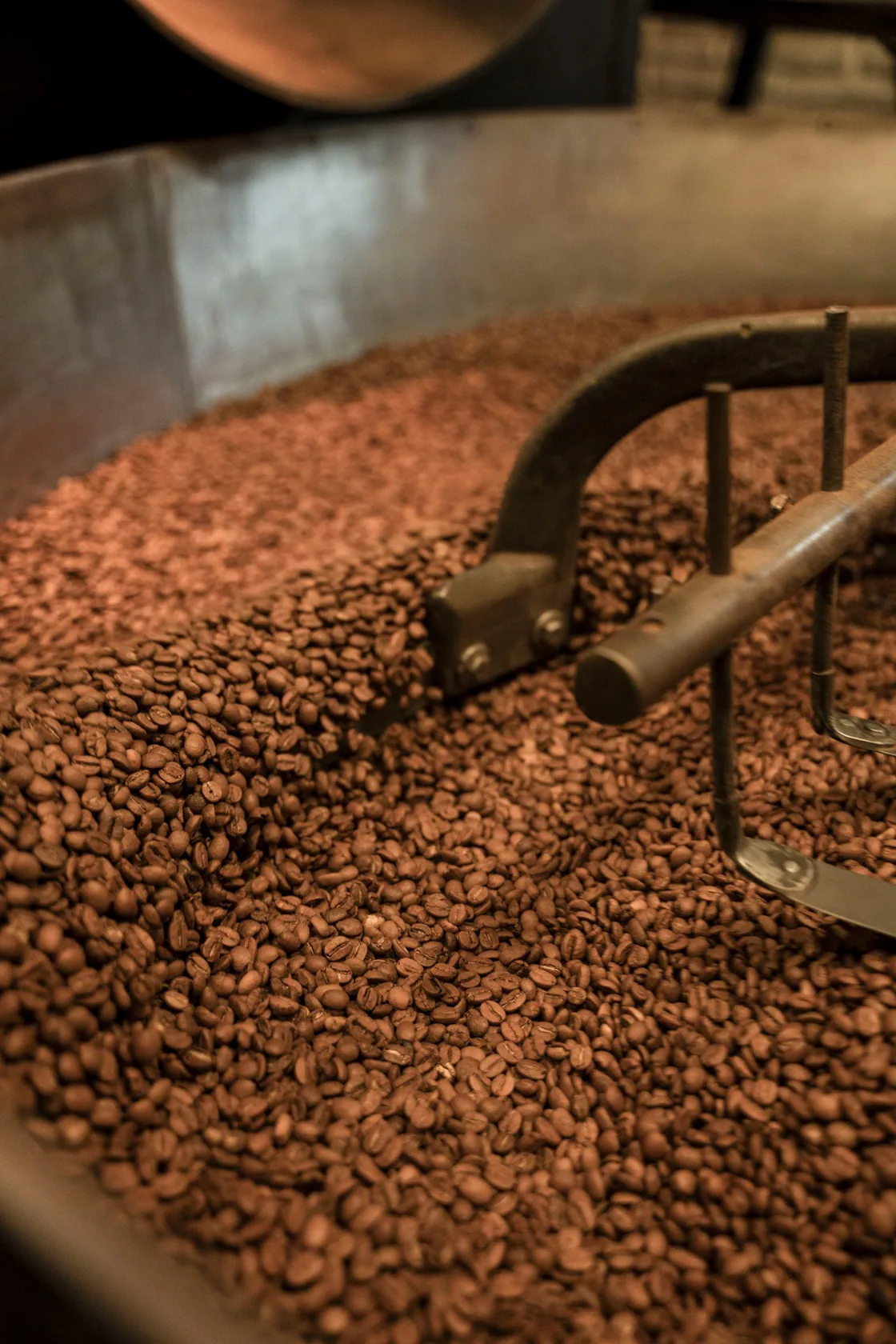 Roasted coffee beans inside a roasting machine