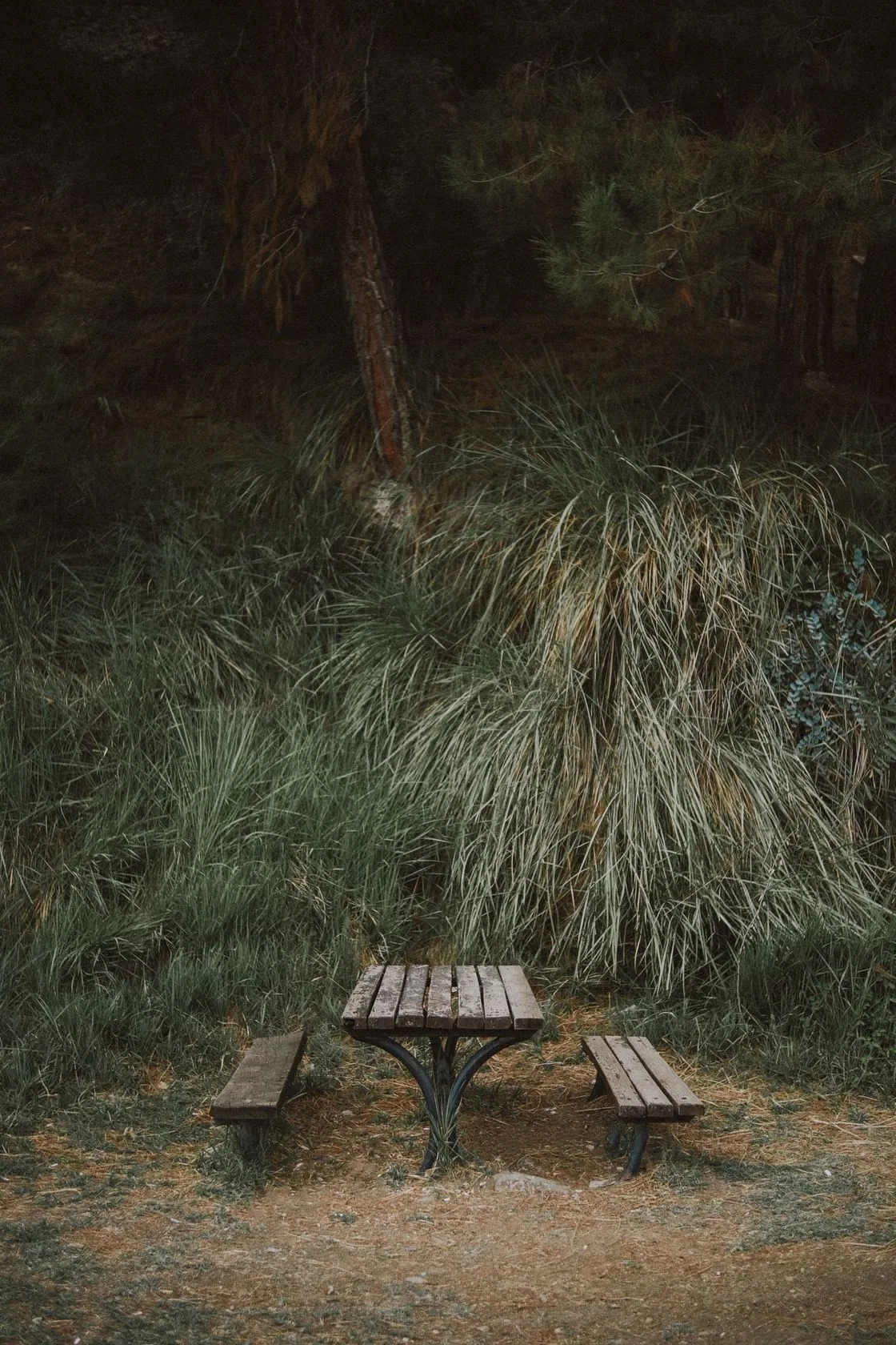 A wooden picnic table surrounded by forest greenery